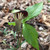 Indian Turnip, Jack-in-the-pulpit is a North American native plant.