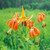Turk's cap lily is a tall perennial flower reaching heights of 6-8 feet.