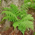 Toothed Wood Fern is a semi-evergreen fern.