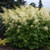 Goat's Beard is generally low-maintenance, removing spent flower stalks after blooming can encourage a tidy appearance and potentially trigger a second round of blooms.