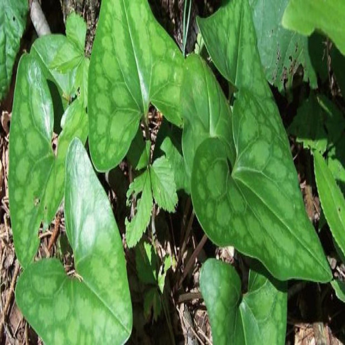 Heartleaf ginger is a native perennial used as a ground cover.