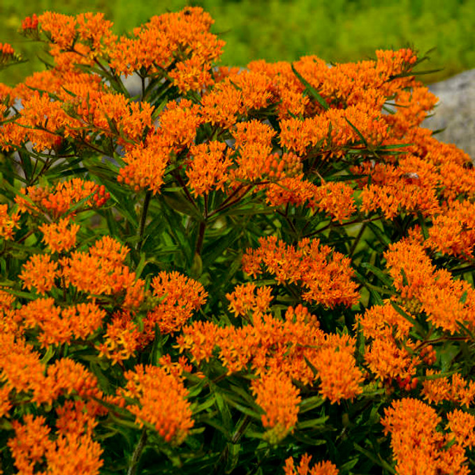 Butterfly weed belongs to the milkweed family (Asclepiadaceae) and is native to various habitats, from dry prairies to roadsides.
