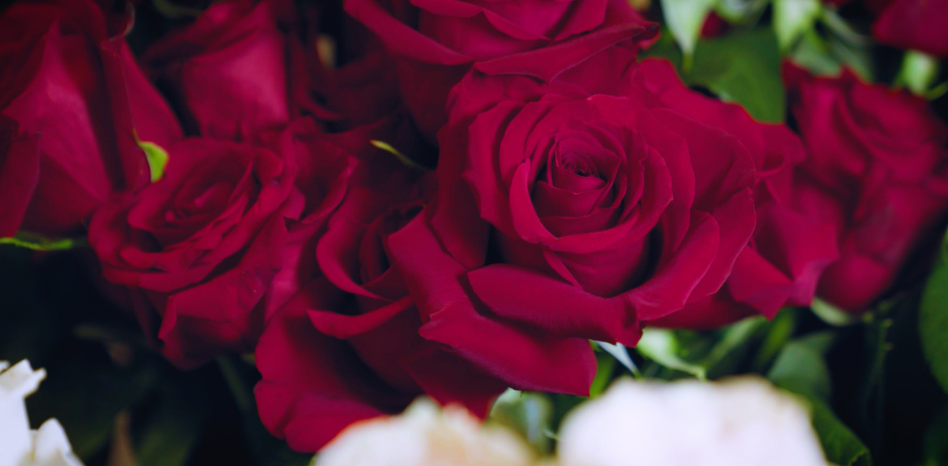 Tynte Flowers Flower Delivery Adelaide (Fast & 100 Reliable)