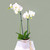 White Phalaenopsis Orchid Plant in Ceramic