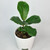 Bambino Fiddle Leaf In Ceramic