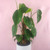 Heartleaf Philodendron In Ceramic