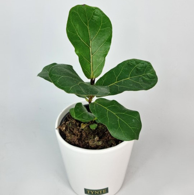 Bambino Fiddle Leaf In Ceramic