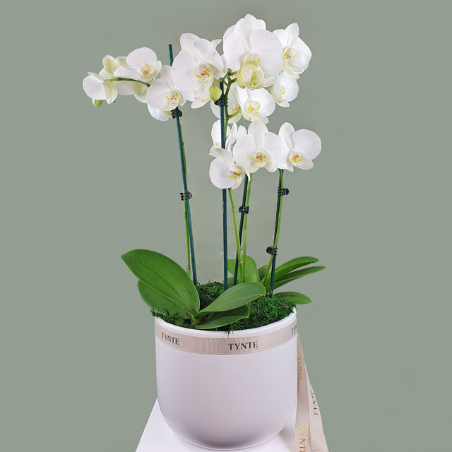 Luxe Fresh Phalaenopsis Orchid Plant