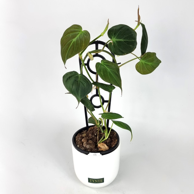 Micans Philodendron In Ceramic