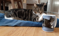 "Oliver the Rescue Cat’s Mug Shot: How to Order a Cat Portrait on a Mug"