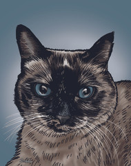 Zoey The Rescue Cat's Digital Painting