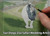 Zoo Safari Park Live Wedding Artist Jess Perna