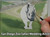 Zoo Safari Park Live Wedding Artist Jess Perna