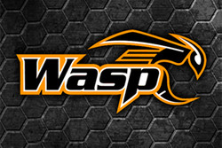 Wasp