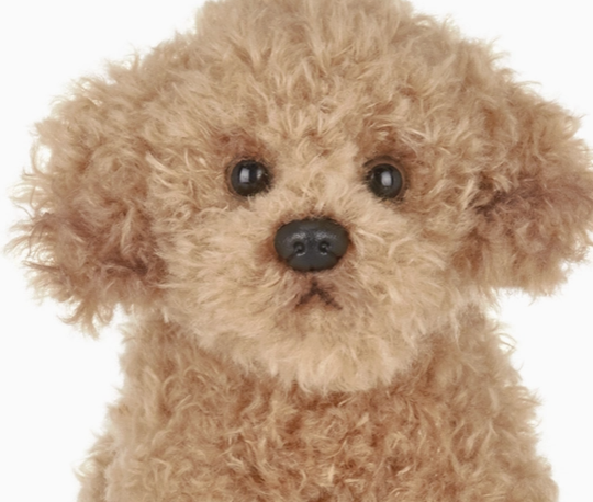 Lil' Doodles the Labradoodle
