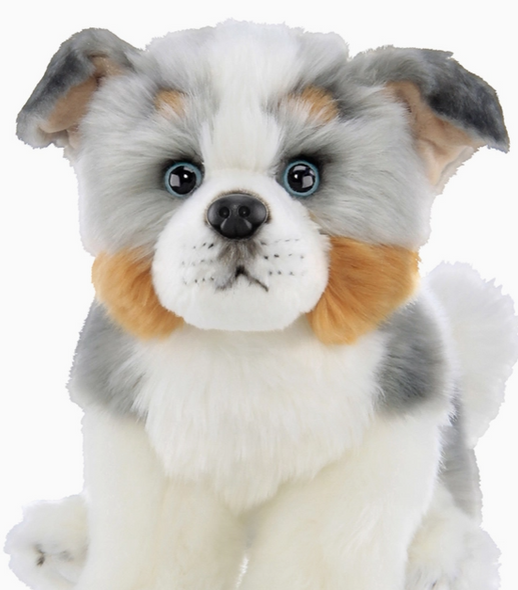 Hogan the Australian Shepherd