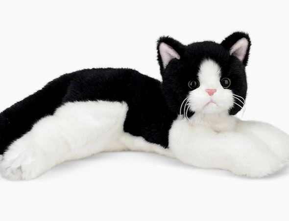 Domino the Black & White Cat