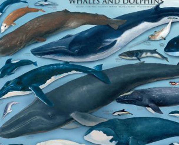 Whales and Dolphins