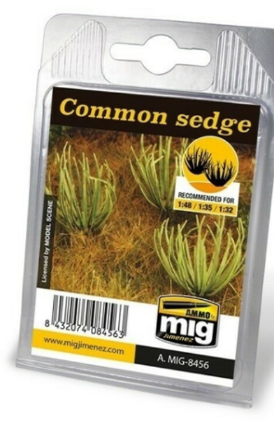 Common Sedge