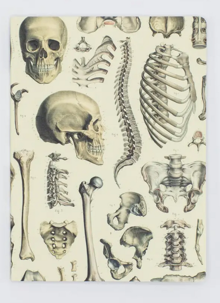 Skeleton Plate 2 Softcover Notebook - Lined Pages