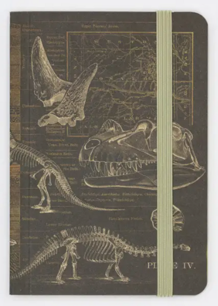 Dinosaur Bones Observation Softcover