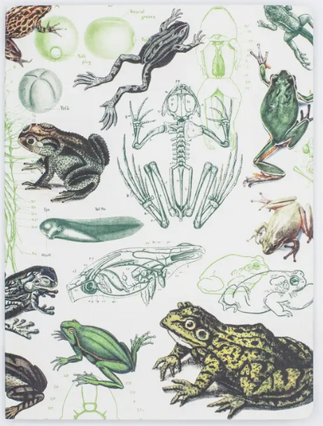 Frogs & Toads Softcover Notebook - Lined Pages