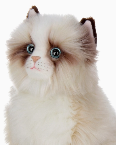 Tasha the Himalayan
