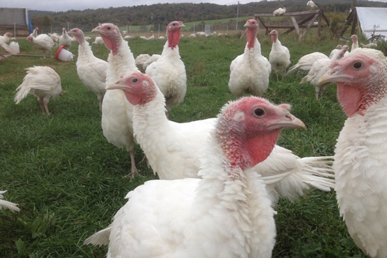 Halal Farms Turkeys