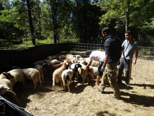 Option 1-Lamb Udhaya/Qurbani Deposit- HP TO GUT, SKIN ANIMAL