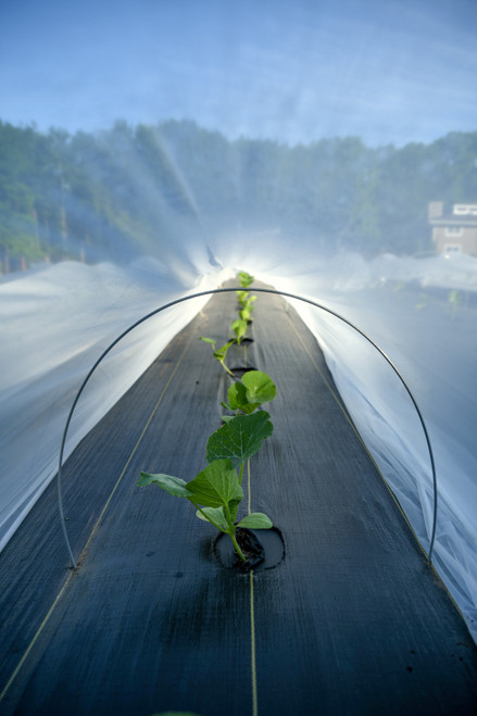 Heirloom Tomatoe Plant 