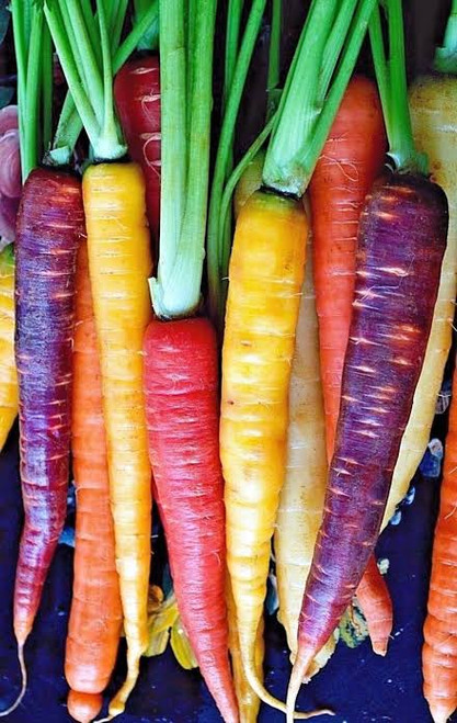 Rainbow (رينبو)