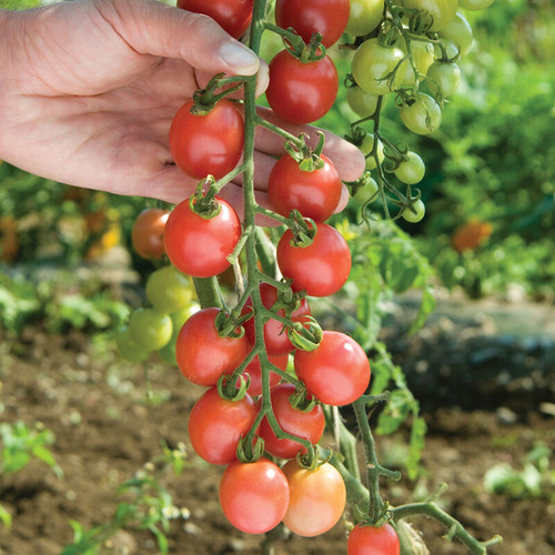Sunpeach (صن بيتش)