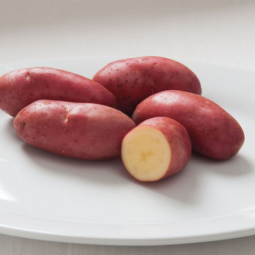 French Fingerling (فينجرلينج بانانا احمر)