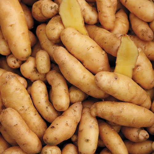 Banana Fingerling (فينجرلينج فرينش أحمر )