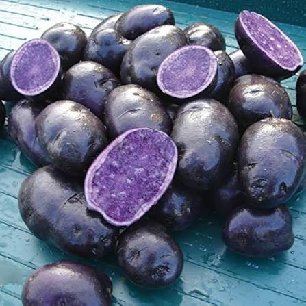 Purple Majesty (بنفسجي ماجستي)