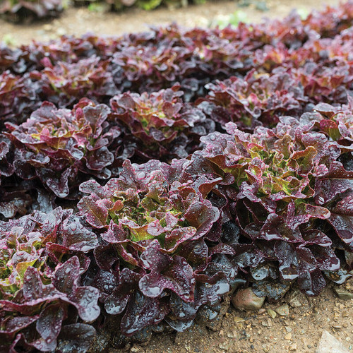 Red Oakleaf (احمر اوك ليف)