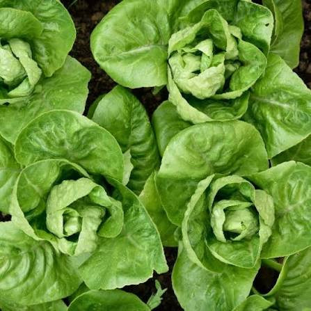 Green Little Gem (اخضر صغير جيم)