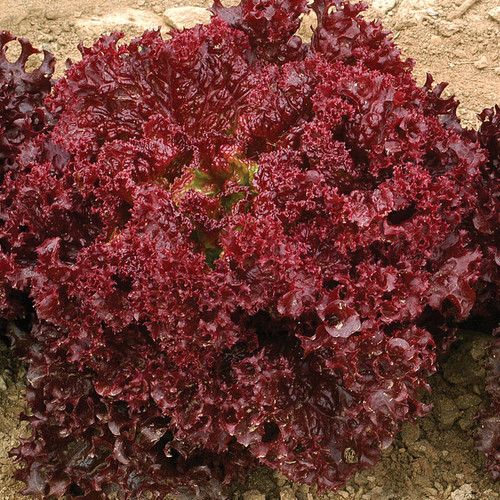 Red Leaf Lettuce (ليف احمر)