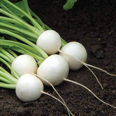 Hakurei Turnip (هاكوري)