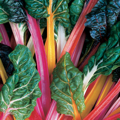 Rainbow Swiss Chard (سويس تشارد ملون)