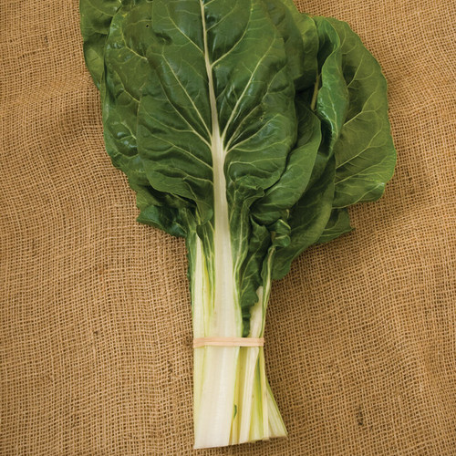 Green Stem Swiss Chard (ستم اخضر سويس تشارد)