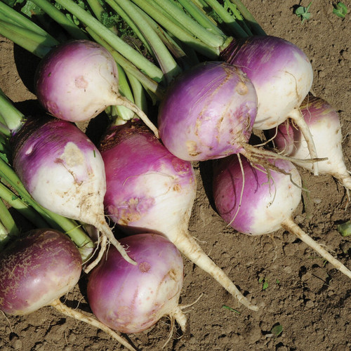 Purple top (بيربل توب)