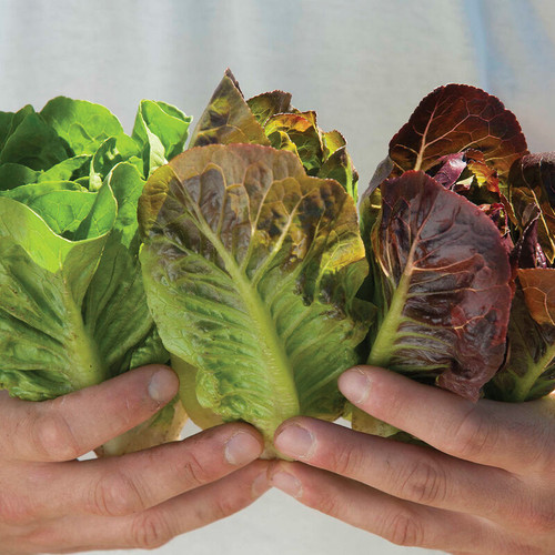 Romaine mini (رومين صغير)