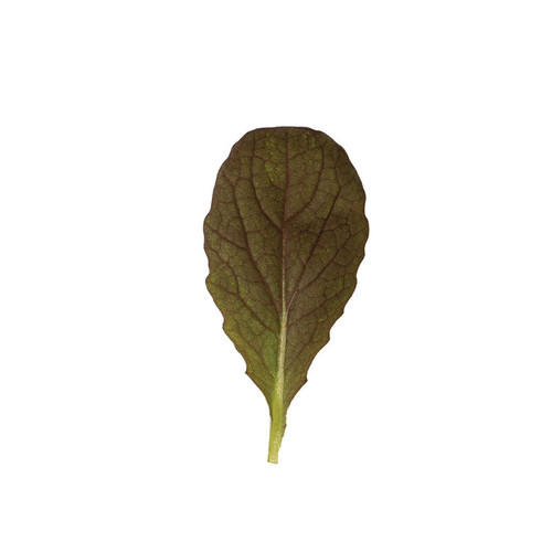 Red Giant Mustard (احمر عريض)