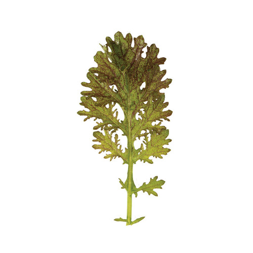 Scarlet Frills Mustard (احمر مشرشر)