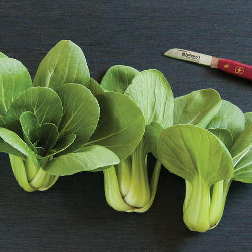 Green Bok Choy (اخضر)