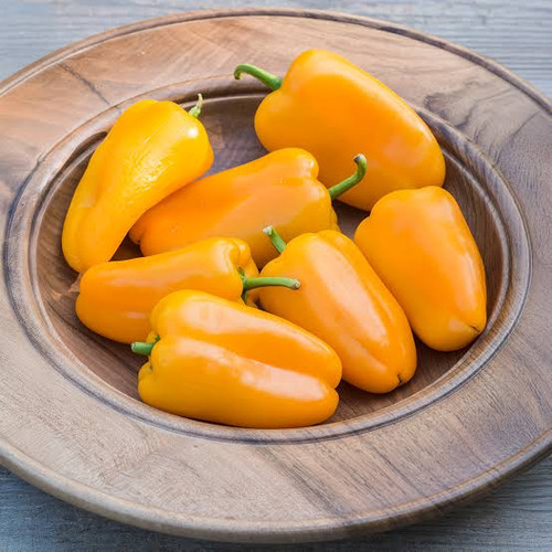 Snack Pepper - Orange (سناك بيبر - أورنج)