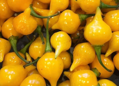 Biquinho Yellow Pepper (بيكينيو أصفر)
