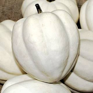 Acorn White (آكورن أبيض)