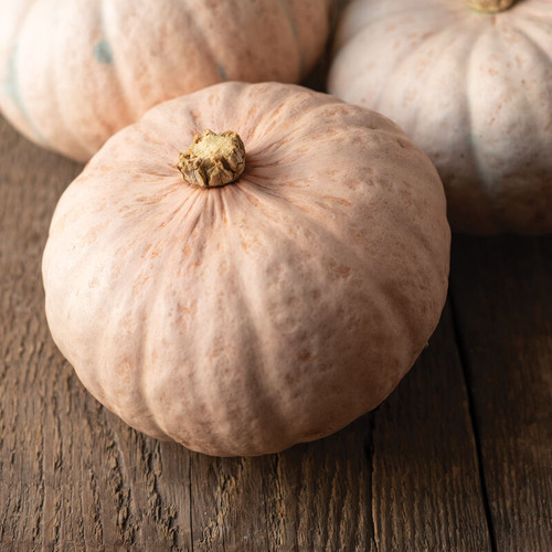 Winter Bluch Kabocha (كابوتشا بيج)